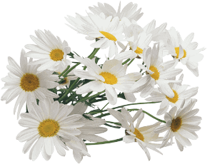 Fiori naturali