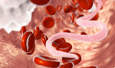 I parassiti indeboliscono il sistema immunitario